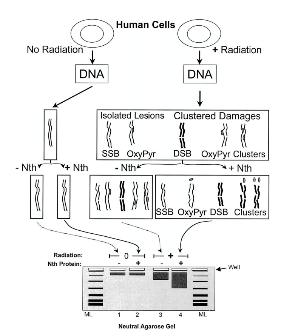 Scheme to quantify clustered DNA damages in human cells. Reprinted from Sutherland BM, Bennett PV, Sutherland JC, Laval J. 2002. Clustered DNA Damages Induced by X-Rays in Human Cells. Radiation Res. 157:611-616.